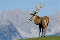  &copy; Wildpark Aurach