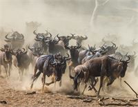 Tiere Savanne &copy; ANDREYGUDKOV